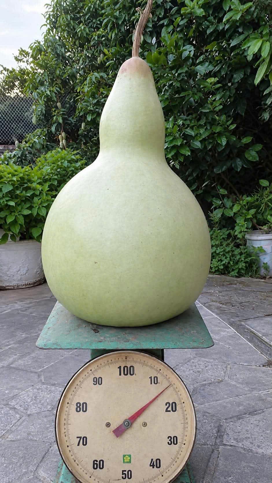 Bầu Hồ Lô Khổng Lồ